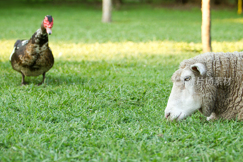 绵羊和巴巴里鸭(Cairina moschata)